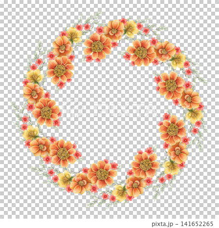 French marigold circle wreath watercolor illustration. Hand drawn Tagetes patula with copy space in vibrant botanical style. Floral colorful template for greeting card. Autumn invitation round design. 141652265