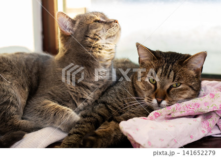 Two domestic cats resting together on window seat with soft morning light and floral blanket Two domestic cats resting together on window seat with soft morning light and floral blanket 141652279