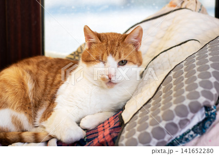 Ginger white cat resting on patterned cushions by window Ginger white cat resting on patterned cushions by window 141652280