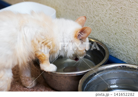 White cat drinking water from metal bowl on tiled floor beside textured wall in calm indoor setting with wet whiskers, focused posture, soft natural light, and ?????? White cat drinking water from metal bowl on tiled floor beside textured wall in calm indoor setting with wet whiskers, focused posture, soft natural light, and ?????? 141652282
