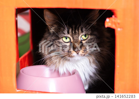 Longhaired tortoiseshell cat resting inside compact cardboard shelter with pink bowl, green eyes, fluffy chest ruff, dark fur, calm indoor portrait, with cat, tortoiseshell, longhaired, feline detail Longhaired tortoiseshell cat resting inside compact cardboard shelter with pink bowl, green eyes, fluffy chest ruff, dark fur, calm indoor portrait, with cat, tortoiseshell, longhaired, feline detail 141652283
