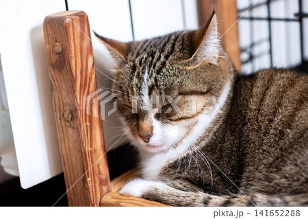Tabby cat sleeping curled on wooden crate by white radiator in sunlit interior Tabby cat sleeping curled on wooden crate by white radiator in sunlit interior 141652288