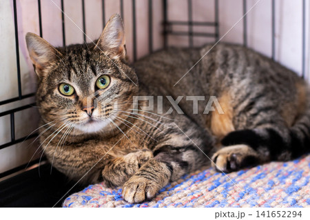 Tabby cat resting inside wire crate on knitted blanket with alert expression and soft indoor light Tabby cat resting inside wire crate on knitted blanket with alert expression and soft indoor light 141652294