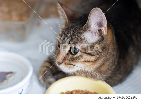Tabby cat resting beside two food bowls on indoor floor with focused forward gaze, short striped brown and grey fur, calm pet portrait showing feeding setup in home kitchen Tabby cat resting beside two food bowls on indoor floor with focused forward gaze, short striped brown and grey fur, calm pet portrait showing feeding setup in home kitchen 141652298