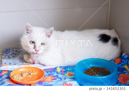 White adult cat with black patch resting on colorful blanket beside food bowls inside indoor enclosure, facing camera with calm eyes and soft fur, domestic pet portrait White adult cat with black patch resting on colorful blanket beside food bowls inside indoor enclosure, facing camera with calm eyes and soft fur, domestic pet portrait 141652301