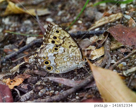 地面で吸水するサトキマダラヒカゲ夏型♀ 地面で吸水するサトキマダラヒカゲ夏型♀ 141652334