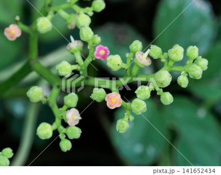 ヤブガラシの花盤 ヤブガラシの花盤 141652434