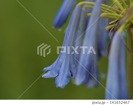 雨が降った蒸し暑い7月に控えめに咲いていた青いアガパンサスの花 雨が降った蒸し暑い7月に控えめに咲いていた青いアガパンサスの花 141652467
