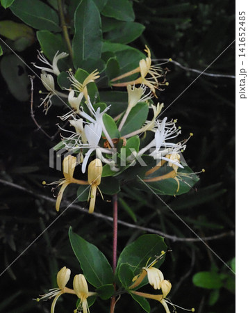 日陰のスイカズラ(白と黄色の花をつけた斜面のキンギンカ) 日陰のスイカズラ(白と黄色の花をつけた斜面のキンギンカ) 141652485