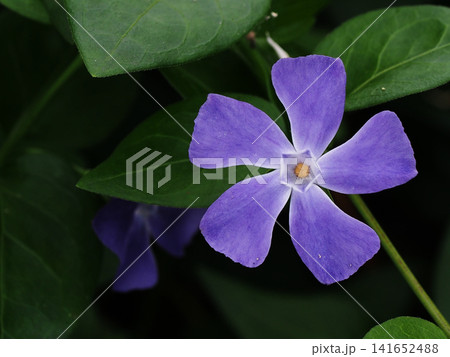 青紫色のツルニチニチソウの花のクローズアップ(日陰に咲いた蔓日日草) 青紫色のツルニチニチソウの花のクローズアップ(日陰に咲いた蔓日日草) 141652488