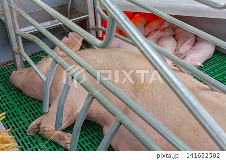 Gestation Crate Pig Gestation Crate Pig 141652502
