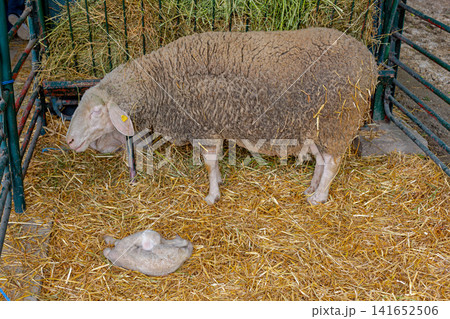Newborn Lamb Ewe Farm Newborn Lamb Ewe Farm 141652506