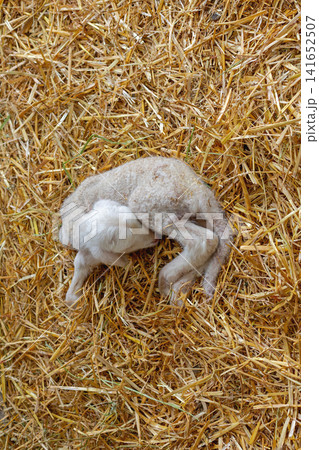 Newborn Lamb Lay Down Newborn Lamb Lay Down 141652507