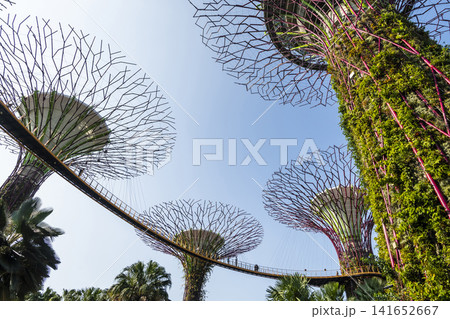 Low-angle view of the Supertree Grove at Gardens by the Bay in Singapore, there is an exhilarating light and musical show at night. Low-angle view of the Supertree Grove at Gardens by the Bay in Singapore, there is an exhilarating light and musical show at night. 141652667