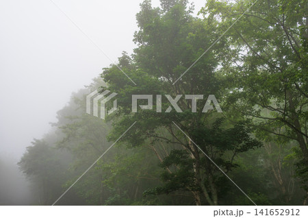 霧がかる森の風景 葛巻町 袖山高原 霧がかる森の風景 葛巻町 袖山高原 141652912