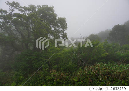 霧がかる森の風景 葛巻町 袖山高原 霧がかる森の風景 葛巻町 袖山高原 141652920