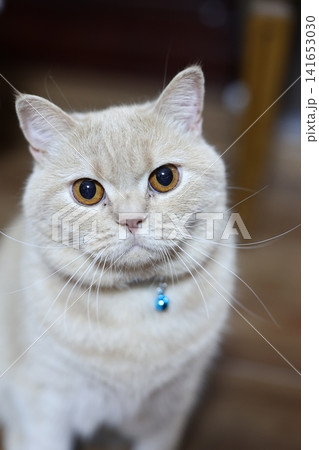 ねこ 141653030