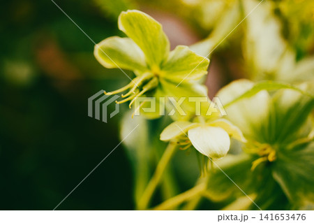 Delicate green wildflower blooming in warm natural sunlight with soft bokeh background, botanical macro photography capturing fresh spring growth, nature details and organic beauty. Macro blooms. 141653476