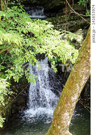 木立越しに見える小さな滝(犬鳴山) 木立越しに見える小さな滝(犬鳴山) 141653974