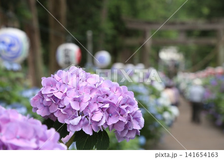 磯山神社の紫陽花（栃木県鹿沼市） 141654163