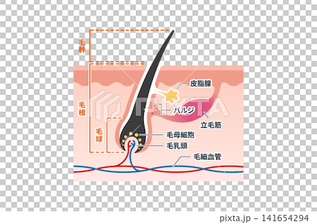 皮膚橫切面圖,解釋了毛髮和毛囊的結構。 皮膚橫切面圖,解釋了毛髮和毛囊的結構。 141654294