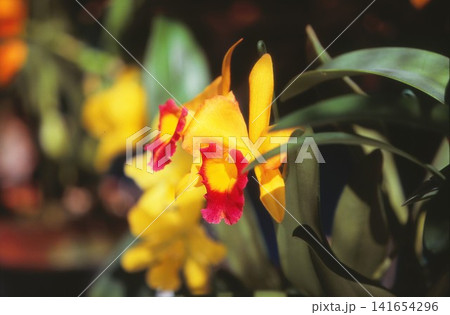 ポジフィルムで撮影した黄色いランの花 ポジフィルムで撮影した黄色いランの花 141654296