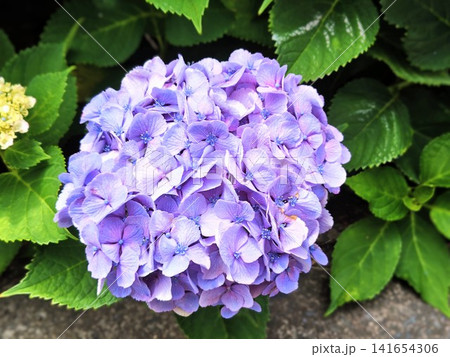 美しく咲く鮮やかな紫陽花 141654306