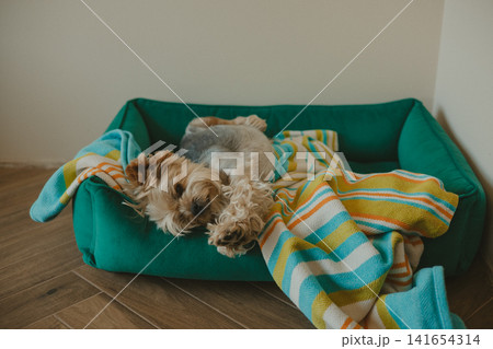 Cute Yorkshire Terrier sleeping in a cozy pet bed covered with a colorful knitted blanket at home. Adorable small dog resting indoors Companion animal Cute Yorkshire Terrier sleeping in a cozy pet bed covered with a colorful knitted blanket at home. Adorable small dog resting indoors Companion animal 141654314