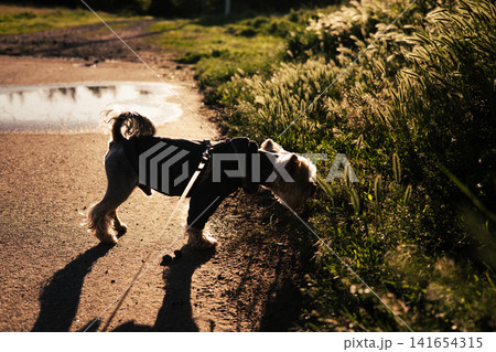 Yorkshire terrier on a countryside walk during golden hour. Small dog in dark hoodie explores grassy roadside in warm sunset light, creating cozy atmospheric outdoor scene with long shadows. Yorkshire terrier on a countryside walk during golden hour. Small dog in dark hoodie explores grassy roadside in warm sunset light, creating cozy atmospheric outdoor scene with long shadows. 141654315