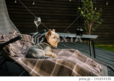 Yorkshire Terrier dog relaxing on a comfortable lounge chair with a brown blanket in a backyard patio. Pet-friendly lifestyle, relaxation home comfort Yorkshire Terrier dog relaxing on a comfortable lounge chair with a brown blanket in a backyard patio. Pet-friendly lifestyle, relaxation home comfort 141654336