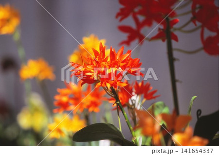 ポジフィルムで撮影した赤いランの花 141654337