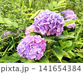 美しく咲く鮮やかな紫陽花 141654384