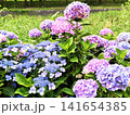 美しく咲く鮮やかな紫陽花 141654385