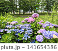 美しく咲く鮮やかな紫陽花 141654386