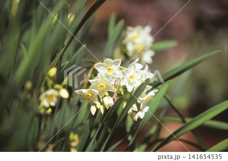 ポジフィルムで撮影したスイセンの花 141654535