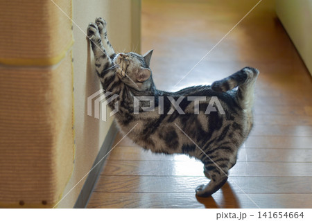 爪とぎマットを無視して壁で爪とぎをするアメリカンショートヘアの猫 爪とぎマットを無視して壁で爪とぎをするアメリカンショートヘアの猫 141654664
