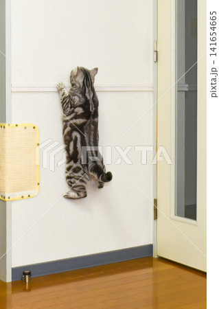 壁をよじ登る猫の後ろ姿 141654665