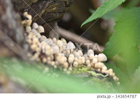 大家族のように見える薄茶色のキノコたち 大家族のように見える薄茶色のキノコたち 141654787