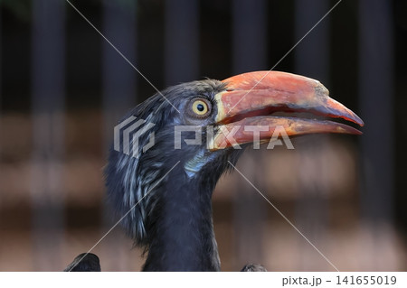 カンムリコサイチョウ カンムリコサイチョウ 141655019