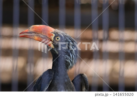 カンムリコサイチョウ 141655020
