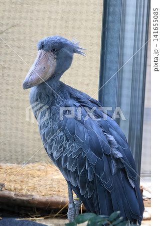 ハシビロコウ 141655085