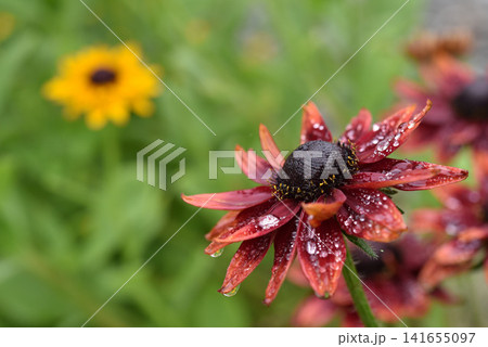落ち着いた深い赤の花が雨上がりの水滴を光らせている 落ち着いた深い赤の花が雨上がりの水滴を光らせている 141655097