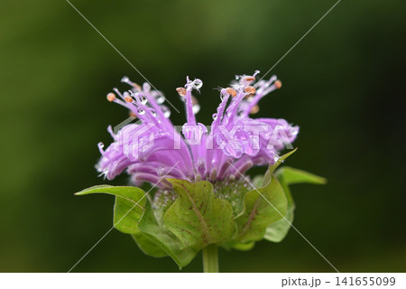 雨上がりの水滴をまとったモナルダの花が王冠のように輝いている 雨上がりの水滴をまとったモナルダの花が王冠のように輝いている 141655099