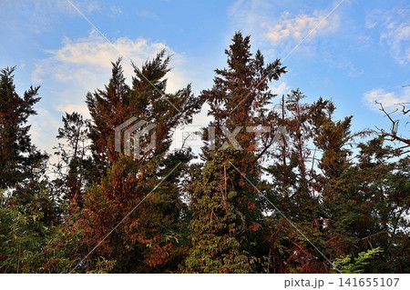 Conifer Treetops with Brown and Green Foliage Against Blue Sky. Conifer Treetops with Brown and Green Foliage Against Blue Sky. 141655107