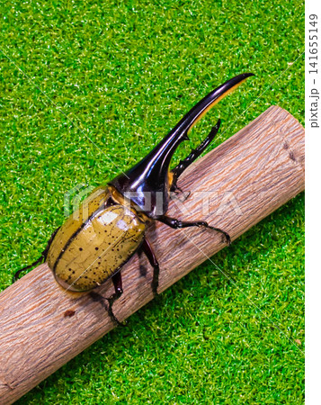ヘラクレスオオカブトのオス ヘラクレスオオカブトのオス 141655149