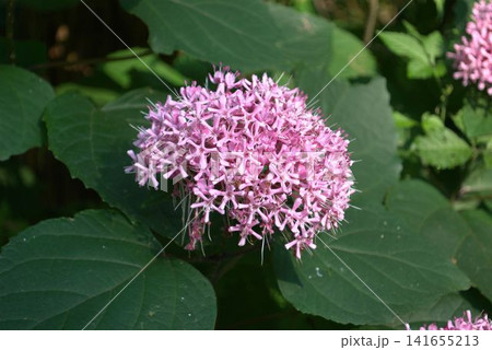 ボタンクサギの花 ボタンクサギの花 141655213