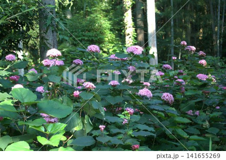 咲き始めた、ボタンクサギの花 咲き始めた、ボタンクサギの花 141655269
