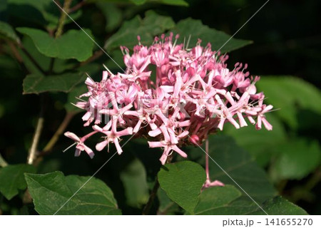 ボタンクサギの花 ボタンクサギの花 141655270