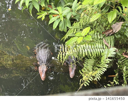 シンガポール動物園の池で休むワニ シンガポール動物園の池で休むワニ 141655450