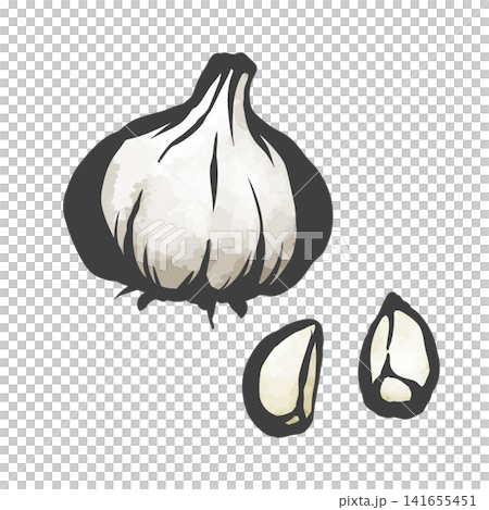 にんにくの手描き筆絵風イラスト 141655451